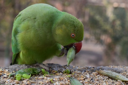 is sapodilla safe for parrots