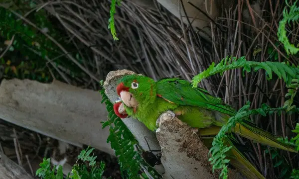 is turmeric safe for parrots