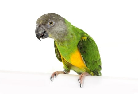 Senegal parrots - quiet parrot