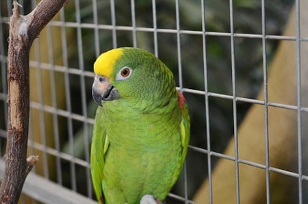 what are the risks of keeping your parrot outside