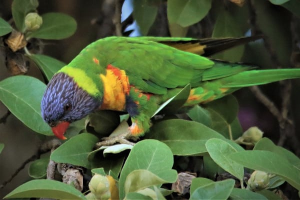 what foods are harmful to parrots