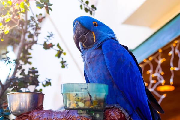 what seeds and grains can parrots eat