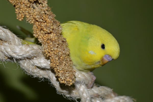 what seeds and grains can parrots eat