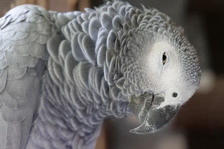 why do parrots blink so slowly