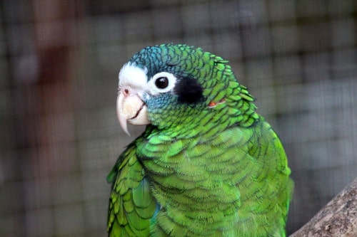 amazon talking parrot