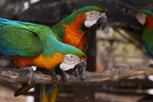 are kidney beans safe for parrots