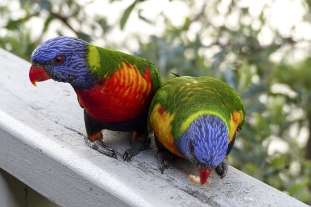 are mushrooms safe for parrots