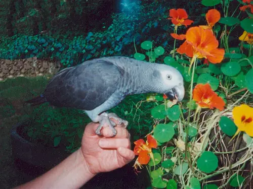 are nasturtiums safe for parrots