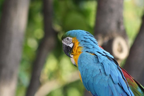 are parrots mammals or birds