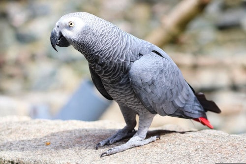 at what age do African grey parrots start talking