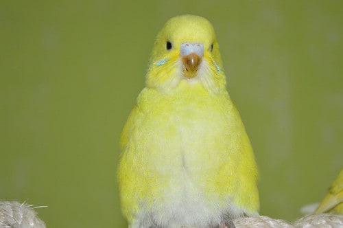 at what age do budgerigars start talking