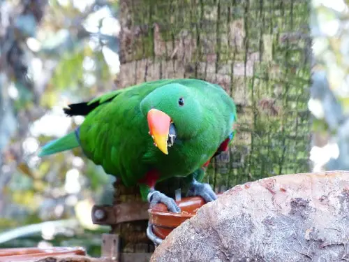 at what age do Eclectus parrots start talking