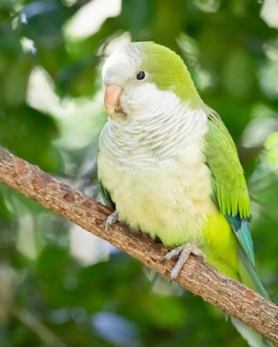 at what age do Quaker parrots start talking