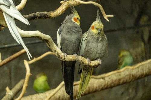 can cockatiels die from laying eggs