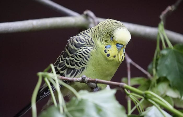 can parakeets die from cold