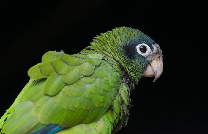 can parrots see in the dark