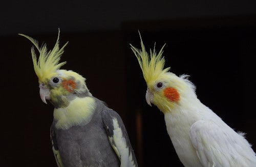 can you keep a male and female cockatiel together