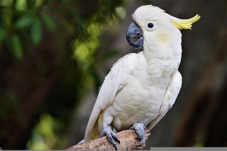 cockatoos - most intelligent parrot species
