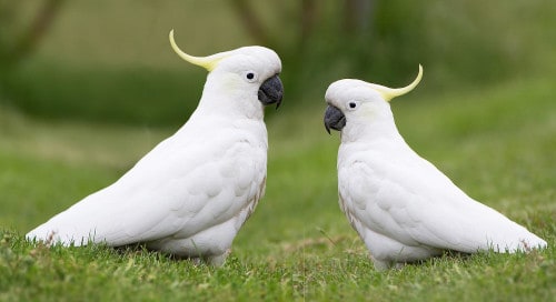 cockatoos - loudest parrot