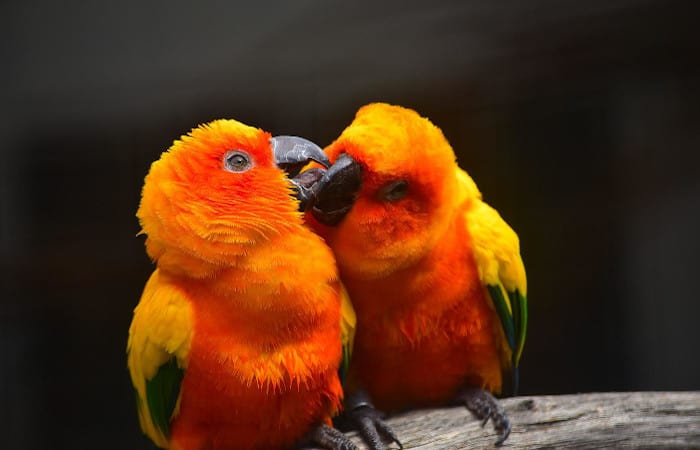 do parrots kiss