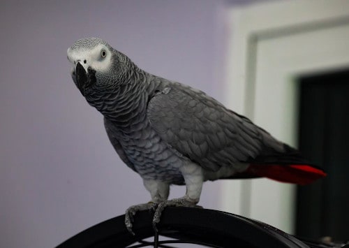 do parrots understand what you say