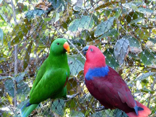 eclectus parrots - loudest parrot