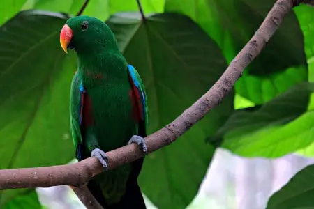 eclectus parrot - most intelligent parrot species