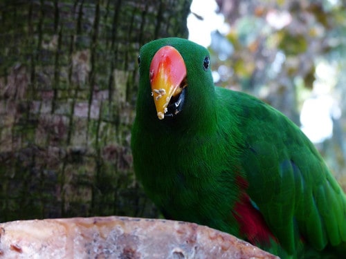 eclectus talking parrot