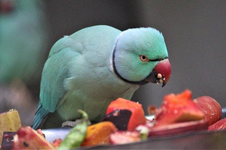 how can you help parrots not make a mess?