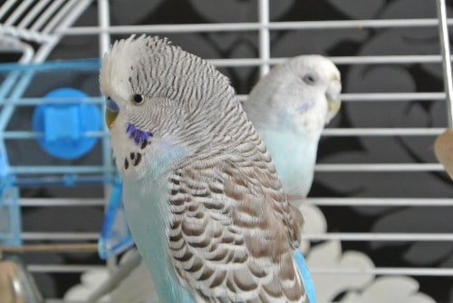 how do I know if my parakeet is cold