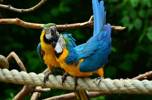 how do parrots court