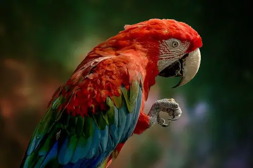 is daikon safe for parrots