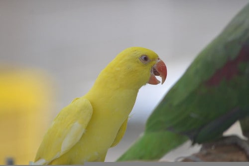 why are hot dogs bad for parrots