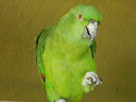 is idli safe for parrots