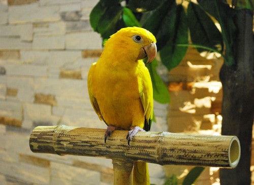 is jelly safe for parrots