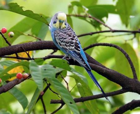 is neem safe for parrots
