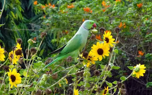 is parsley safe for parrots
