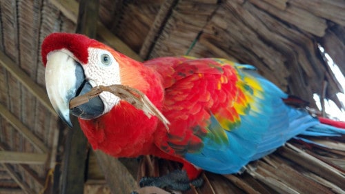 macaws - loudest parrot