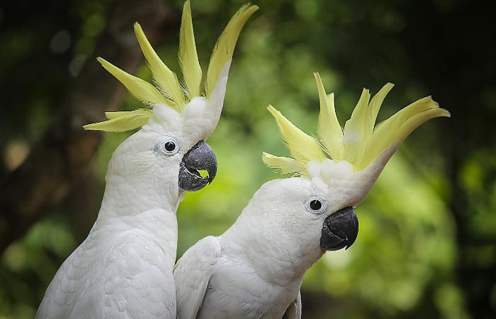 top 5 loudest parrots