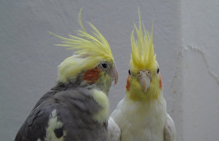 why do cockatiels attack each other