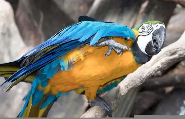 why do parrots dance