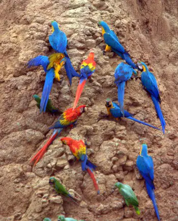 why do parrots eat clay