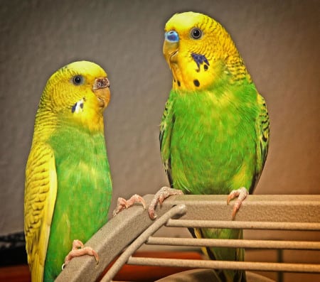 9-step guide to determining the gender of a parakeet