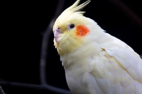 are cockatiels loud at night