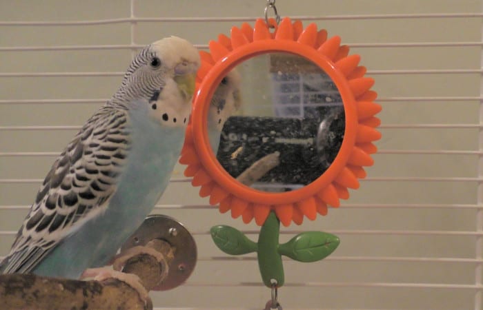 are mirrors bad for parrots