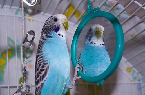 are mirrors good for parrots