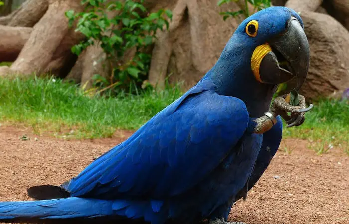 are parrots exotic pets