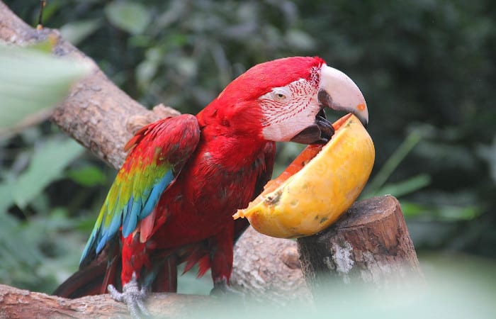 are parrots omnivores, herbivores or carnivores