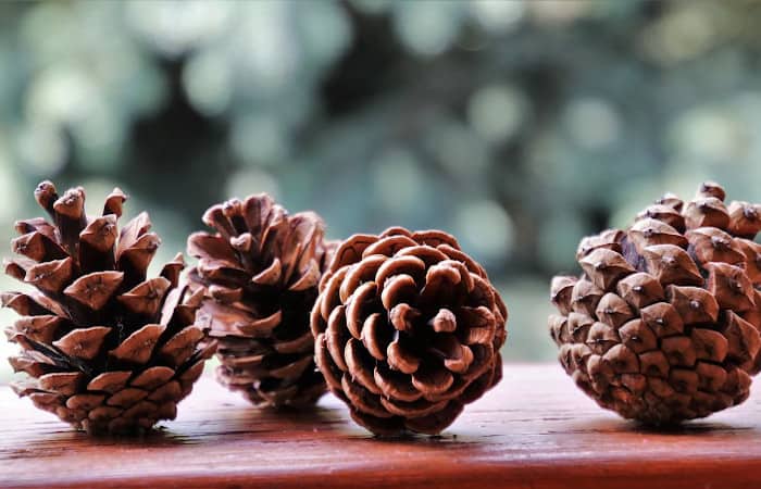 are pine cones safe for parrots