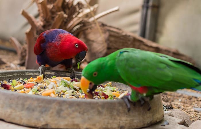 can parrots overeat